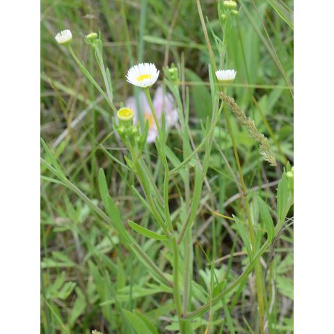 Erigeron strigosus