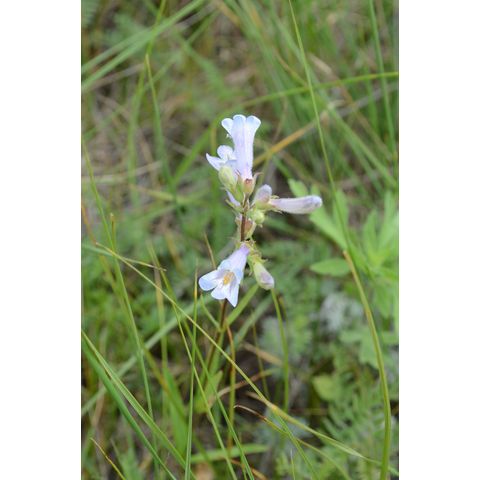 Penstemon gracilis