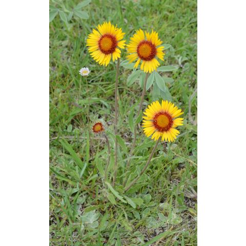 Gaillardia aristata