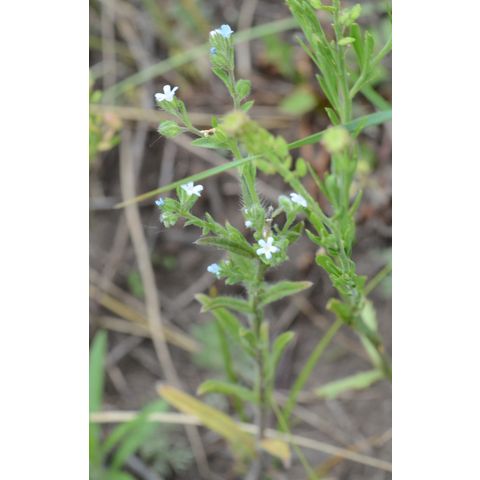 Lappula occidentalis