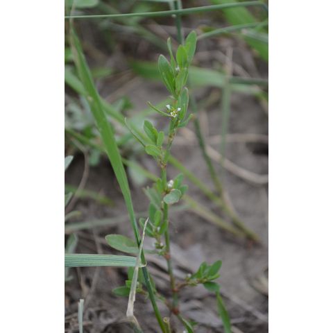 Polygonum aviculare