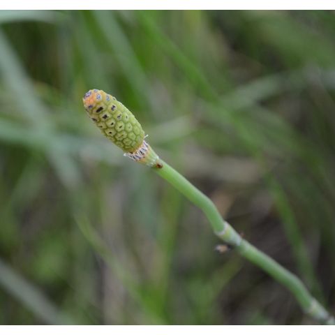 Equisetum laevigatum