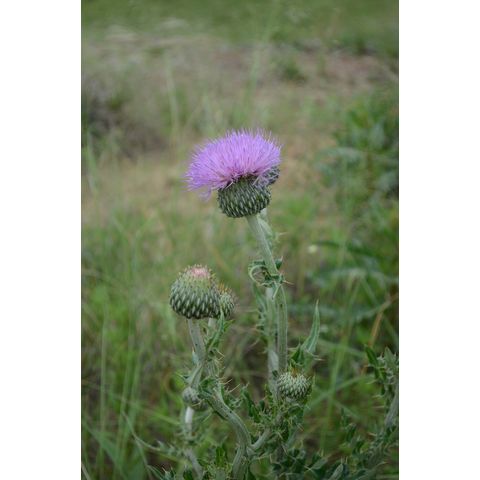 Cirsium undulatum
