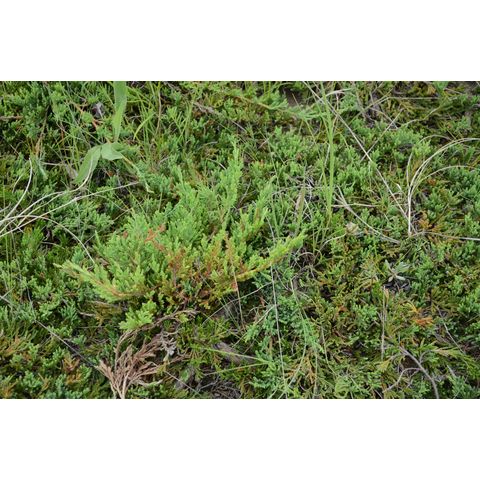 Juniperus horizontalis