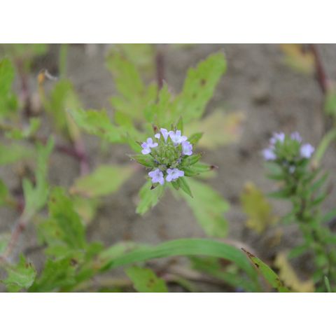 Verbena bracteata