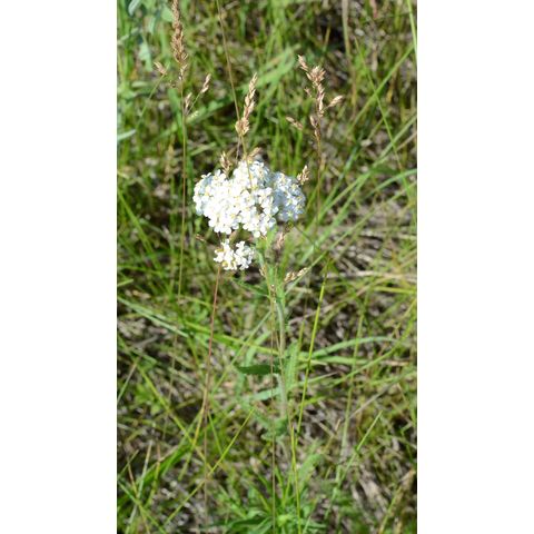 Achillea millefolium