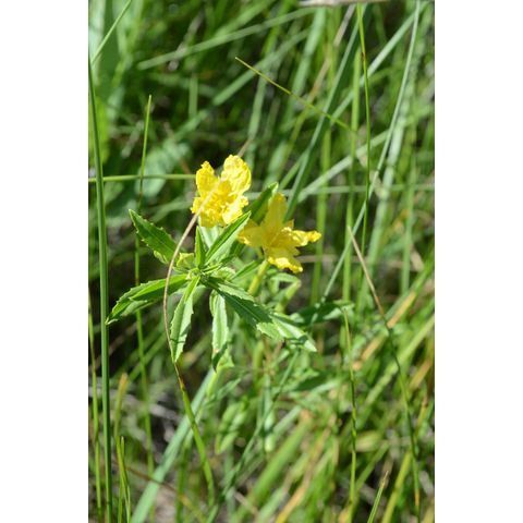 Calylophus serrulatus