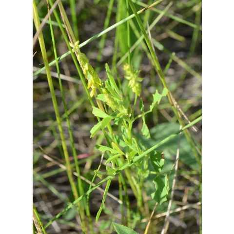 Melilotus officinalis