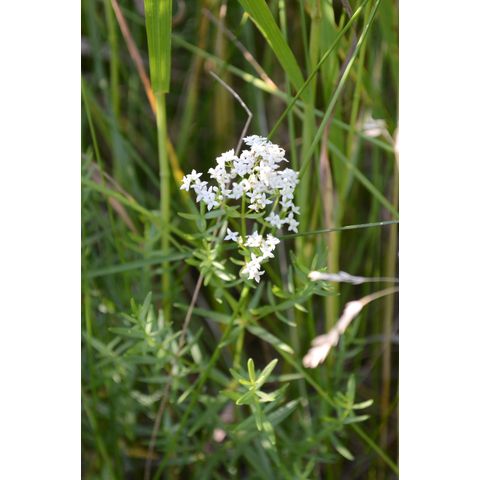 Galium boreale