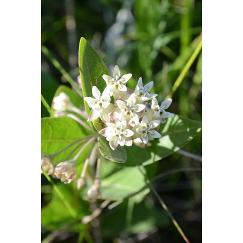 Asclepias ovalifolia