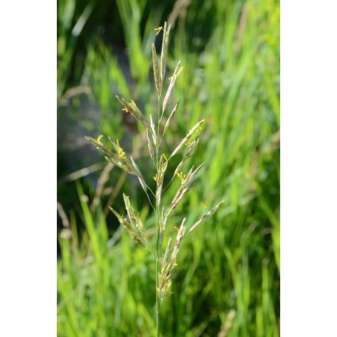 Bromus inermis