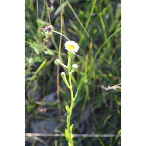 Erigeron strigosus