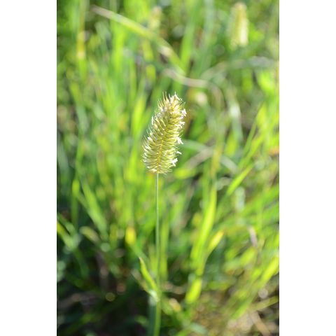 Agropyron cristatum