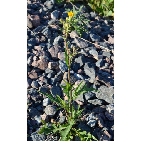 Sonchus arvensis