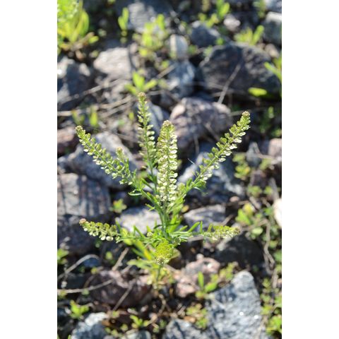 Lepidium densiflorum