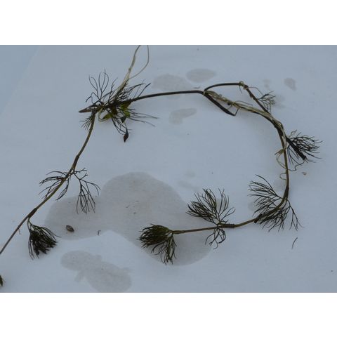 Ranunculus aquatilis