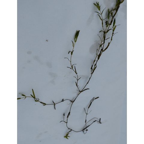 Callitriche hermaphroditica