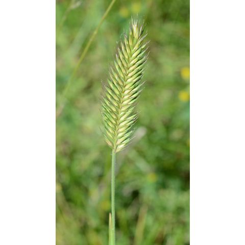 Agropyron cristatum