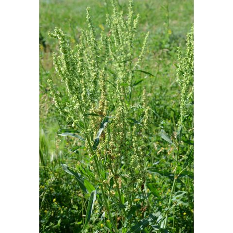 Rumex salicifolius