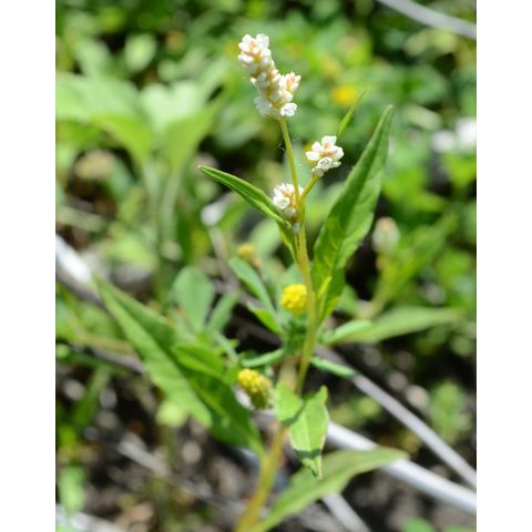 Polygonum lapathifolium