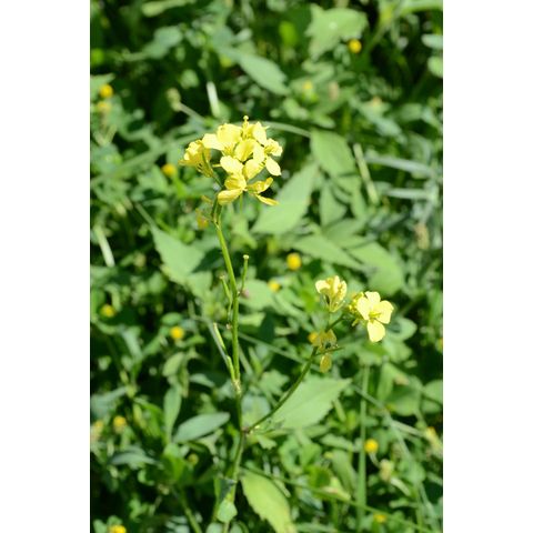 Sinapis arvensis