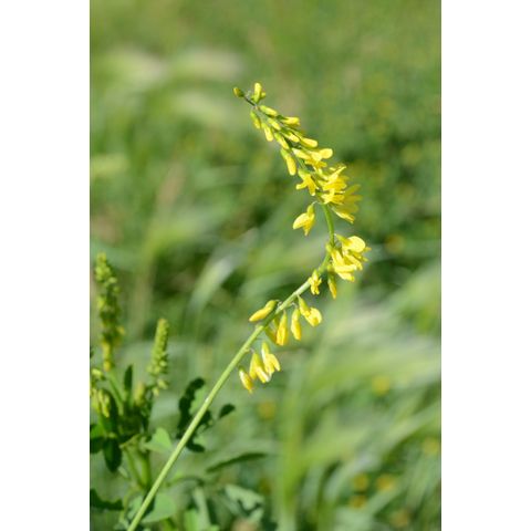 Melilotus officinalis