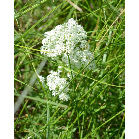 Galium boreale