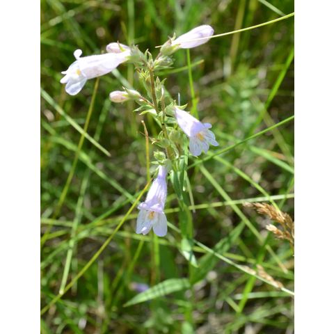 Penstemon gracilis