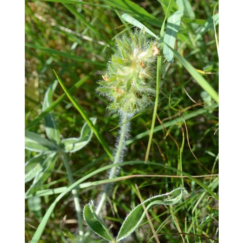 Pediomelum esculentum