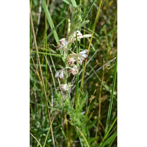 Gaura coccinea