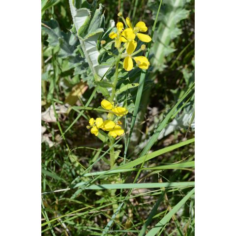 Erysimum asperum