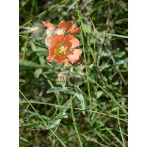 Sphaeralcea coccinea