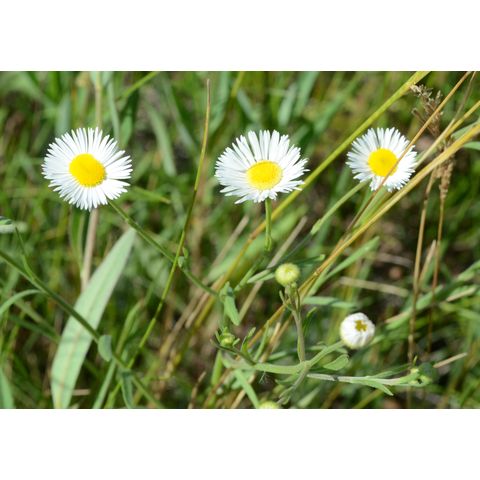 Erigeron strigosus