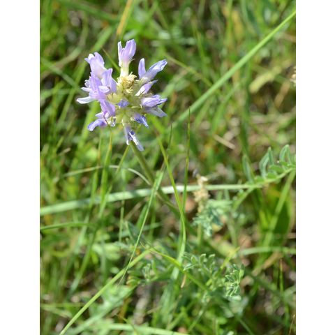Astragalus agrestis