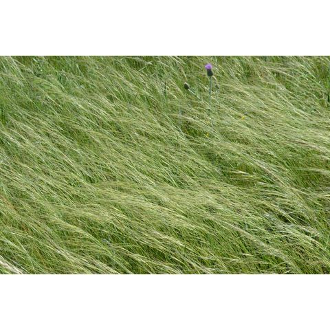 Hesperostipa curtiseta