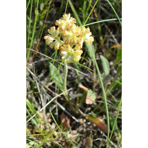 Eriogonum flavum