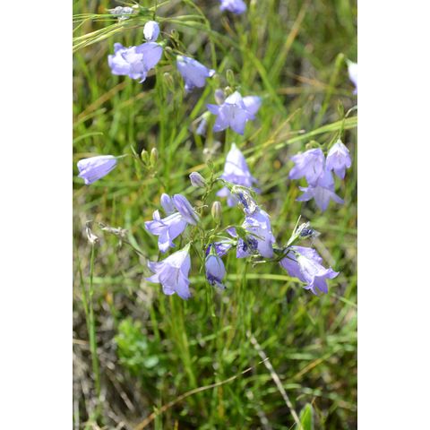 Campanula rotundifolia