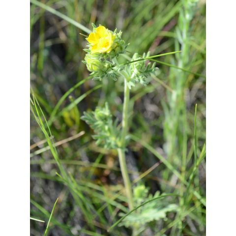 Potentilla pensylvanica