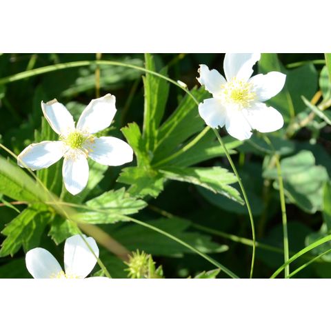 Anemone canadensis