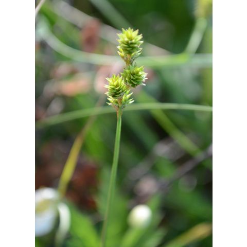 Carex brevior