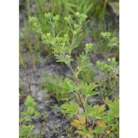 Potentilla rivalis