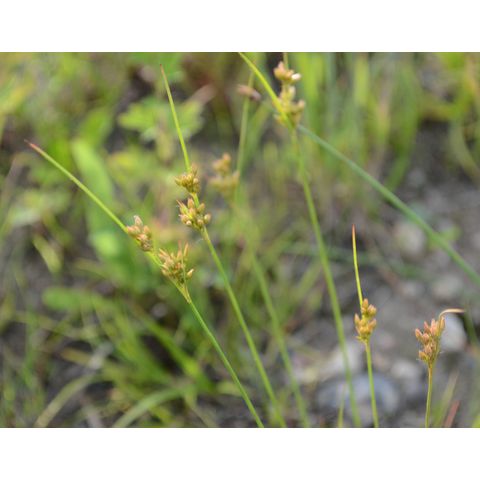 Juncus dudleyi