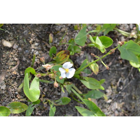 Sagittaria cuneata