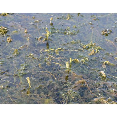 Potamogeton richardsonii