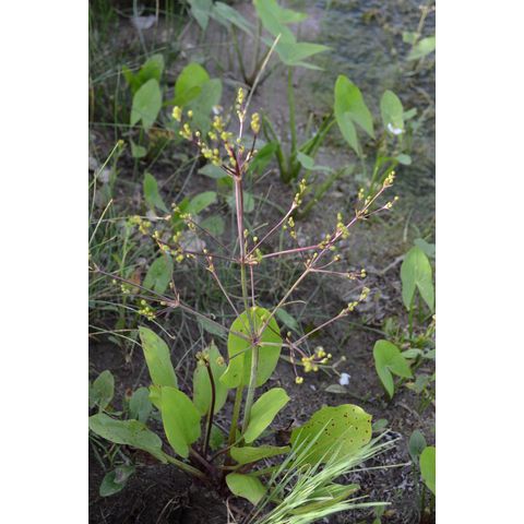 Alisma subcordatum