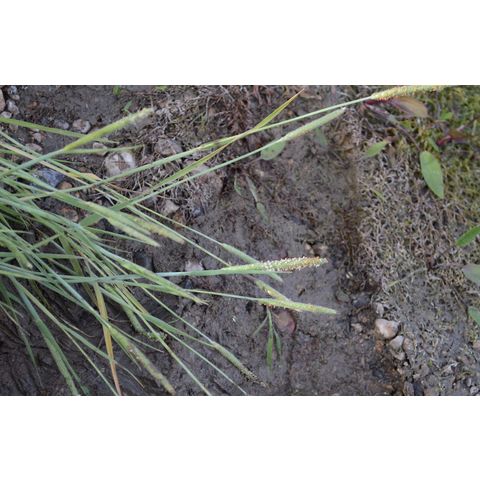 Alopecurus geniculatus