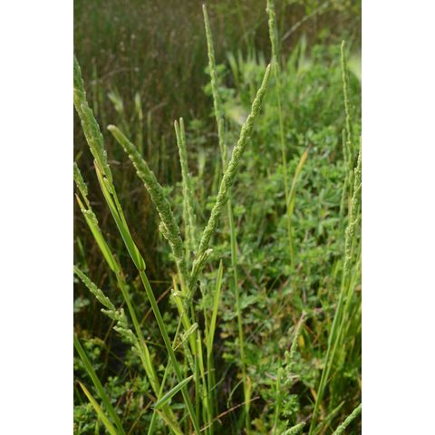 Beckmannia syzigachne