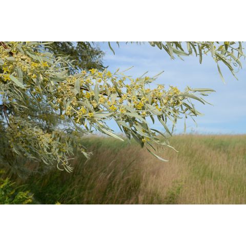 Elaeagnus angustifolia