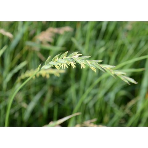 Elymus repens