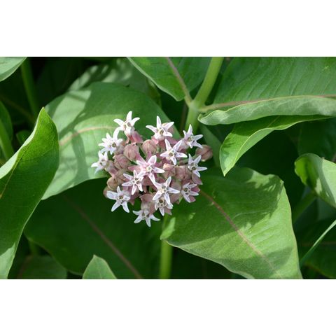 Asclepias speciosa